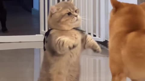 Funny and Cute Cats Videos #367