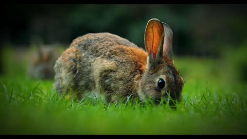 A very cute rabbit eating grass.