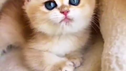 Funny Cat videos