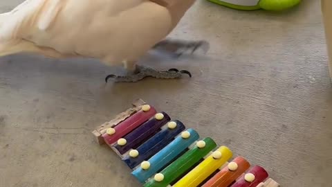 Funny parrot |cockatiel parrot | Funny birds | Funny animals