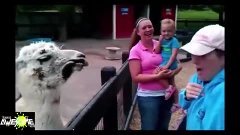 AWESOME Llama spit compilation ★Funny Pino★ Llama spits in woman's face