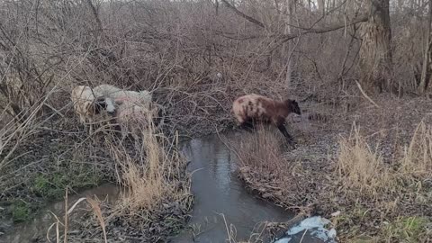 Creek hopping sheep