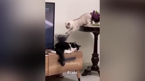 Funny cats and dogs videos