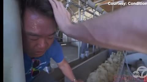 Animal Activists VS duck slaughter house Big FAIL