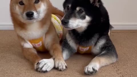 Cute dogs