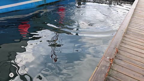 Incredible encounter with a sea lion commercial fishing in Alaska