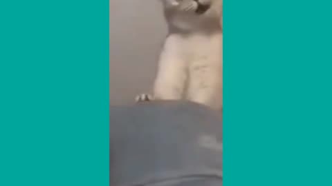 Funny Cat Videos 2023