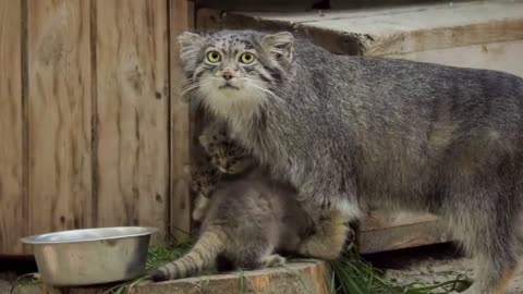 Feline Fondness: A Pallas Cat Mother and her Kittens"