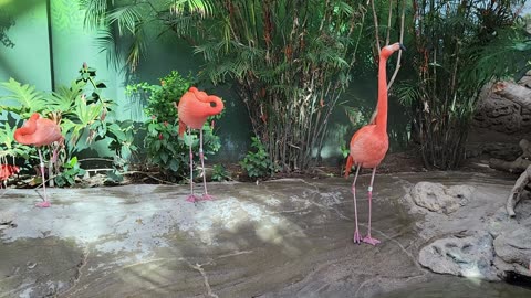 Whose a sexy Flamingo? "I AM"!!