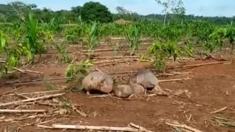 armadillo violent fight