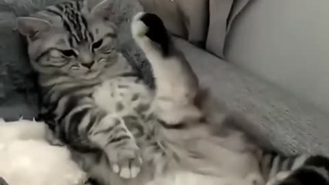 😺 cat funny video