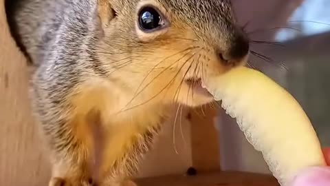 The girl finds a baby squirrel that lost its mother