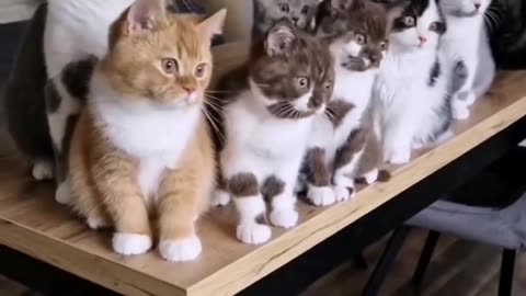 Funny cat and animal cute