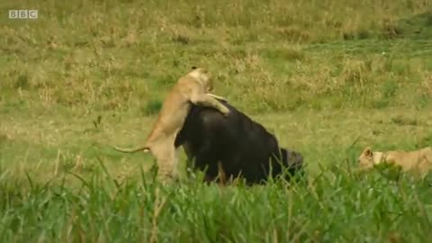 Lion pride works together to hunt buffalo 🦁 Serengeti II - BBC