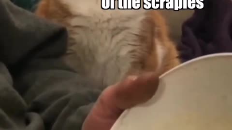 Talking Cat: Give Me Some of Those Scrapey