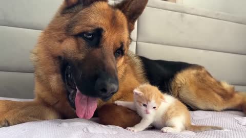 German Shepherd is Confused by the Meowing of a Tiny Kitten