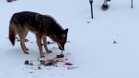 Coyote boldly hops fence in broad daylight to eat rabbit in backyard 2023