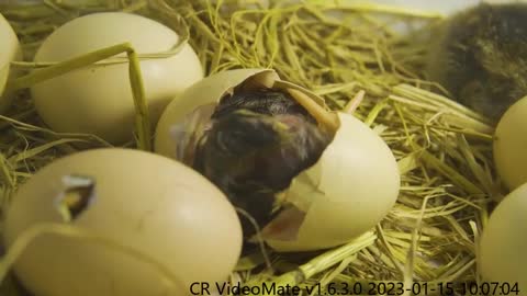 The Eggs Have Hatched, But Tiny Kitten Pudding Only Dares To Watch From Afar