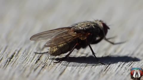 Capture The Moment Of Pooping Small Insects - Funny Animal Video