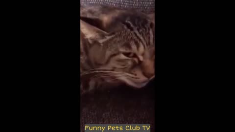 Funniest CATS and DOGS 2024 Videos Best Funny Animal Videos