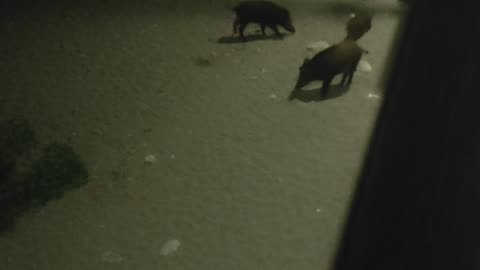 wild boar family