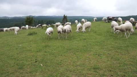 BEAUTIFUL SCOTLAND _ Drone Aerial View _ Free stock footage