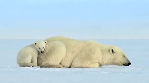 Polar bear cub is surprised by a seal - Snow Bears: Preview - BBC One