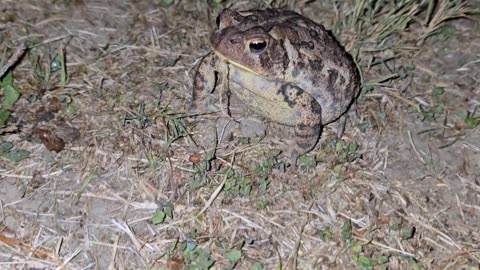 It's a Toad!