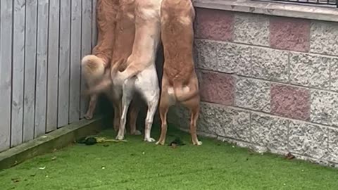 Golden Retrievers Eagerly Await Biscuit Lady