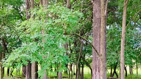 Identifying black locusts to harvest as fence posts