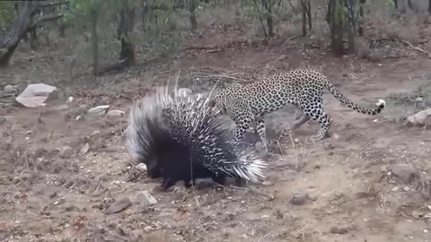 When Prey Fight Back! Zebra Goes Crazy Kicks To Lion's Head To Death, It's Horrible! -