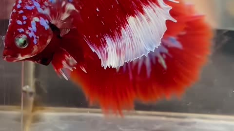 Betta fish