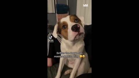 Best Funny Animal Videos 2023 - Funniest Dogs And Cats Videos