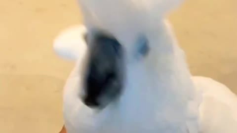 Umbrella Cockatoo Dancing