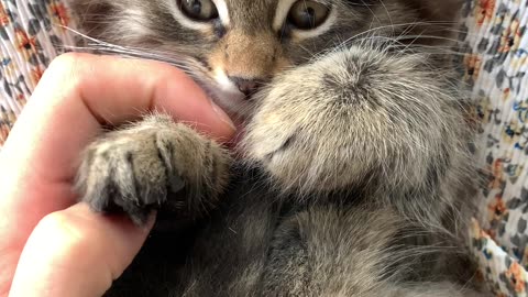 dorable Cat Plays with Toy and Shows off Unique Personality - Must-See Video for Cat Lovers!