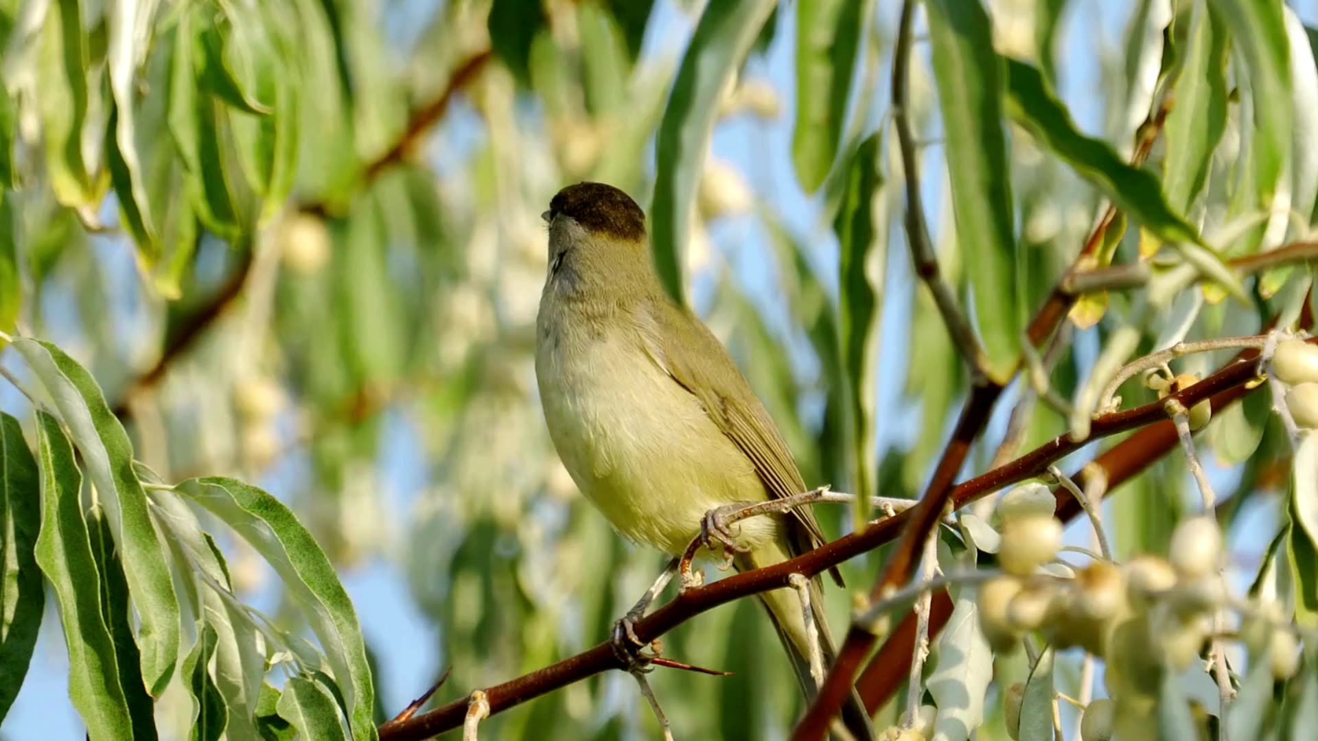 The Blackcap Warbler: Close Up HD Footage (Sylvia atricapilla)