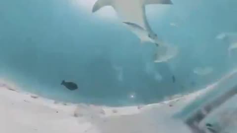 Shark swallows diver’s camera, captures video inside shark’s body