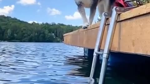 Funny Dog Falls In Water