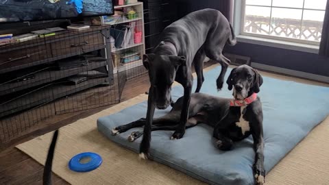 Great Dane wants a treat