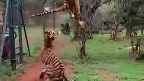 Tiger jump into meat