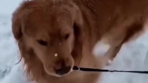 Funny dog video