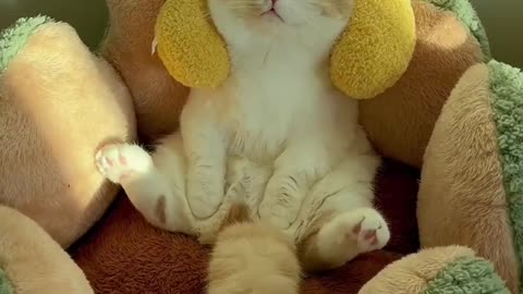 383.Cute compilation of funny cat and kitten meows! #sorts #cat #petandanimals #lovelypets #meowing