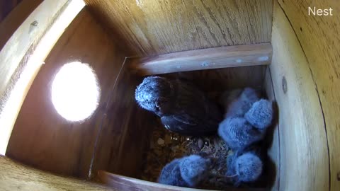 Tail tug (Western Screech Owls)