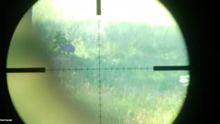 Woodchuck at 110 yards