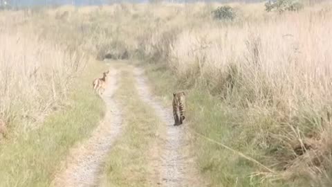 "Wilderness: Stunning Hunt of Young Tigers in Corbett National Park."