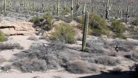 Saguaro National Park with the thousands of Cactuses, is truly beautiful. Tucson