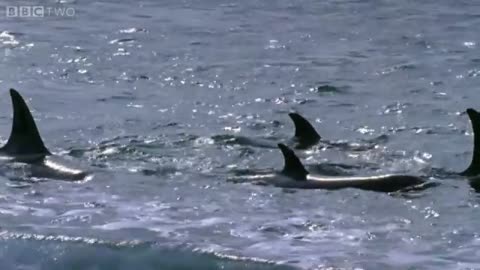 Why did killer whales chase a tourism boat? - BBC