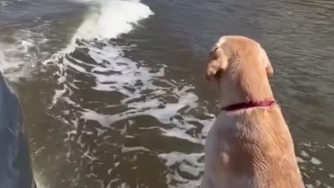 Dog Happy To See Dolphins