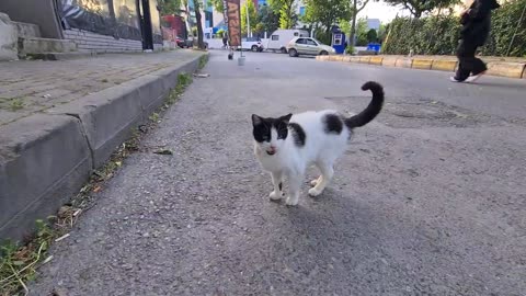 Angry White Cat is having its Angriest and most Aggressive day Today