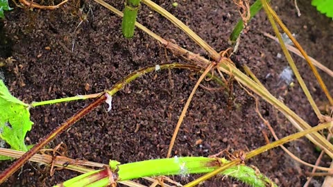 An anthill in a forest next to a river.